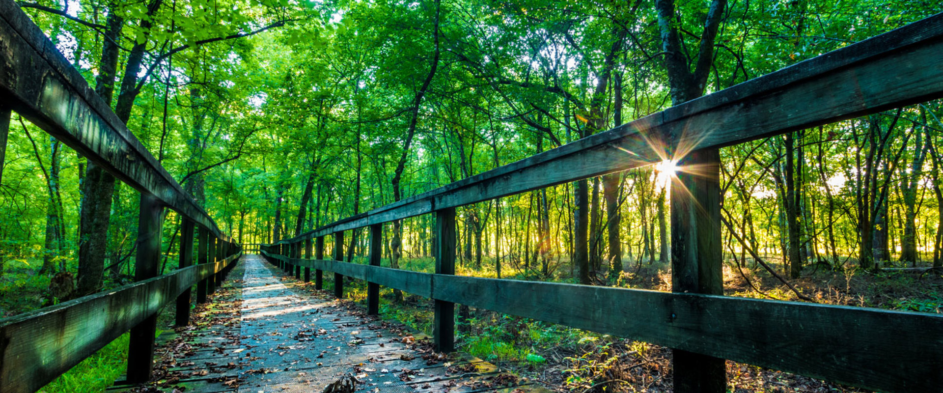 Celebrating Southeastern Mississippi: A Guide for Businesses and Organizations